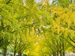 -三里屯东五街银杏大道