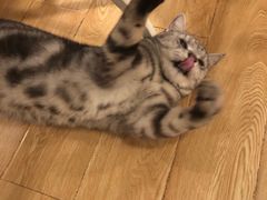 -Cappucimeow猫咪咖啡馆(韦伯时代店)