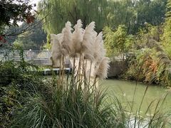 -昆山城市生态森林公园