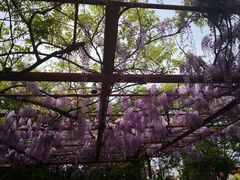-嘉定紫藤园