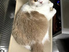 -艾贝尔宠物医院·狂犬免疫点(江山金象城店)