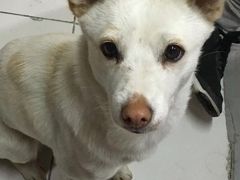 -灵美宠物诊所
