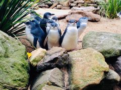 -费瑟代尔野生动物园