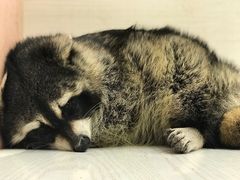 -浣熊柯尔鸭土拨鼠·电玩咖