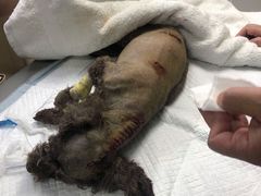 -爱侣宠医·鹦鹉专科·小型哺乳类·异宠专科(灵石路店)