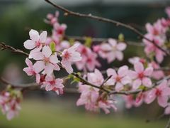 -中国科学院华南植物园
