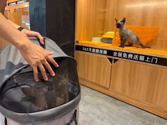 -欣宠猫屋·矮脚拿破仑·蓝金金渐层