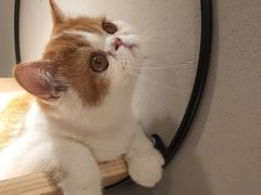 -飞行喵MR PILOT|猫舍·猫咖(静安大融城店)
