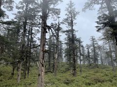 -瓦屋山景区