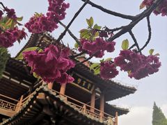 -西安青龙寺遗址景区