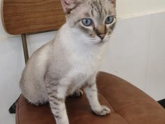 -共舞时光猫咖·狗咖(新街口店)