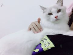-Bastet sally猫舍购宠(静安店)