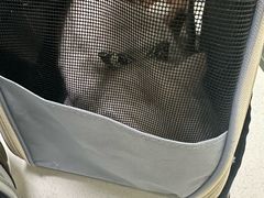 -小伙伴宠物医院•急重症转诊中心·老年专科·犬猫全科(北大街总院)
