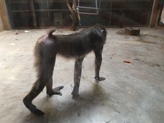 -石家庄市动物园