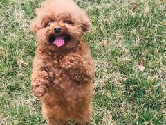 -萌兽医馆·犬猫专科·眼科中心·宠物医院(朝阳门分院)