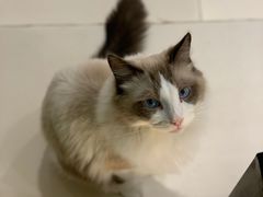 -飞行喵MR PILOT|猫舍·猫咖(静安大融城店)