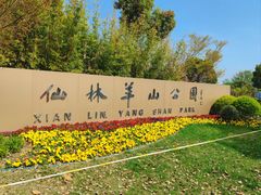 -羊山湖公园