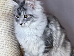 -十年猫舍·猫咪专门店(普陀店)