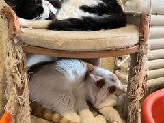 -平行世界·猫咖(首经贸店)