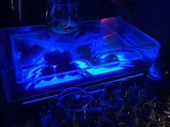 -PAPAYA CLUB 酒吧(深圳旗舰店)