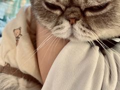 -楼上猫咖(罗湖店)