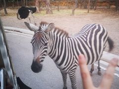 -清迈夜间动物园