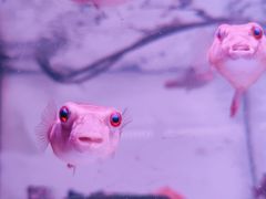 -华声天桥民俗文化园