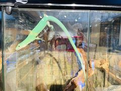 -酷以爬仙阁实体爬宠店·守宫·蜥蜴·专业繁育