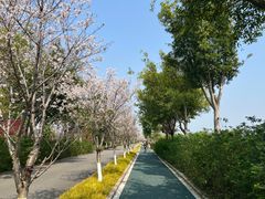 -三垟湿地