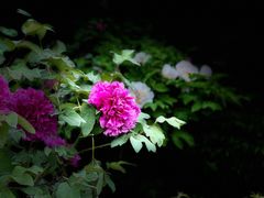 -尚湖风景区