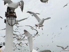-海驴岛(荣成市)