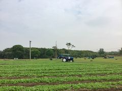 -上海都市菜园
