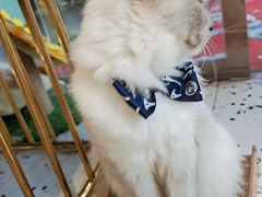 -喵喵咪呀布偶猫咖(春熙路店)