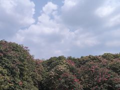 -贵州百里杜鹃风景名胜区