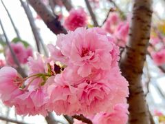-天适樱花悠乐园