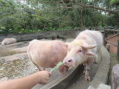 -海南热带野生动植物园