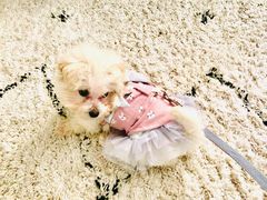 -翊宠yipet猫狗购宠庄园犬舍•猫舍