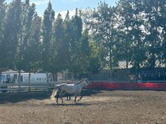 -北京群众马术培训基地