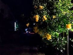 -维乐口腔医院(星海湾分院)