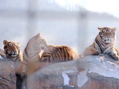 -横道河子东北虎林园