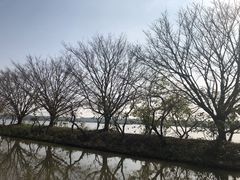 -大湾区中央湿地公园