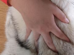 -Husky Go! 哈士奇体验馆·宠物咖啡厅狗咖