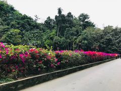 -西双版纳原始森林公园