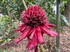-中国科学院西双版纳热带植物园