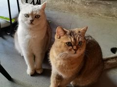 -喵屿·大理花园猫咖