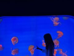 -合肥海洋世界