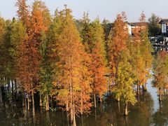 -白鹭湾湿地公园