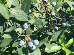 -金谷域澳洲庄园