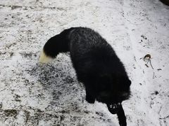 -宫城藏王狐狸村