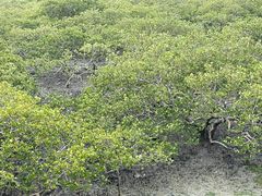 -北海金海湾红树林生态旅游区